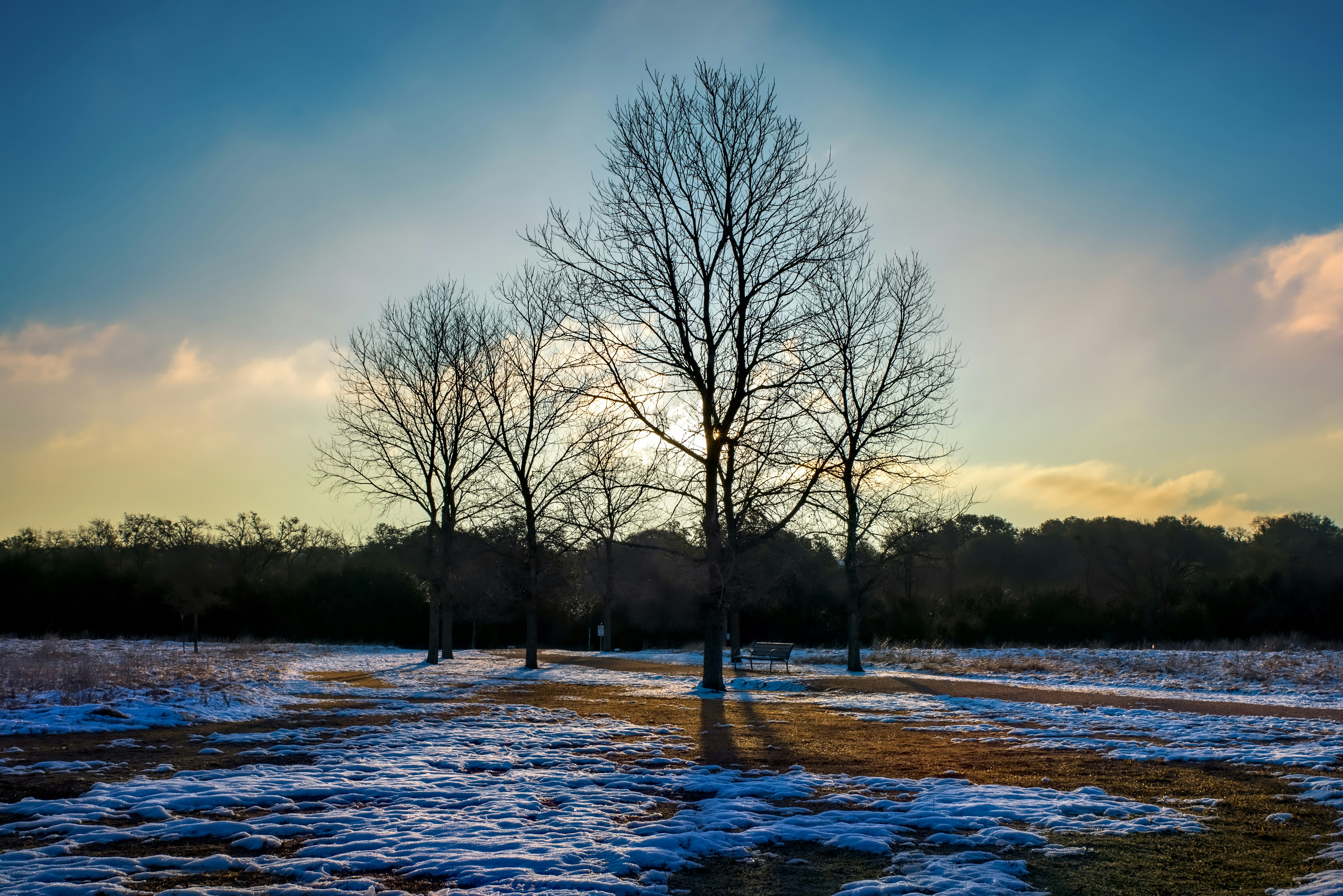 leafless trees on body of water during daytime