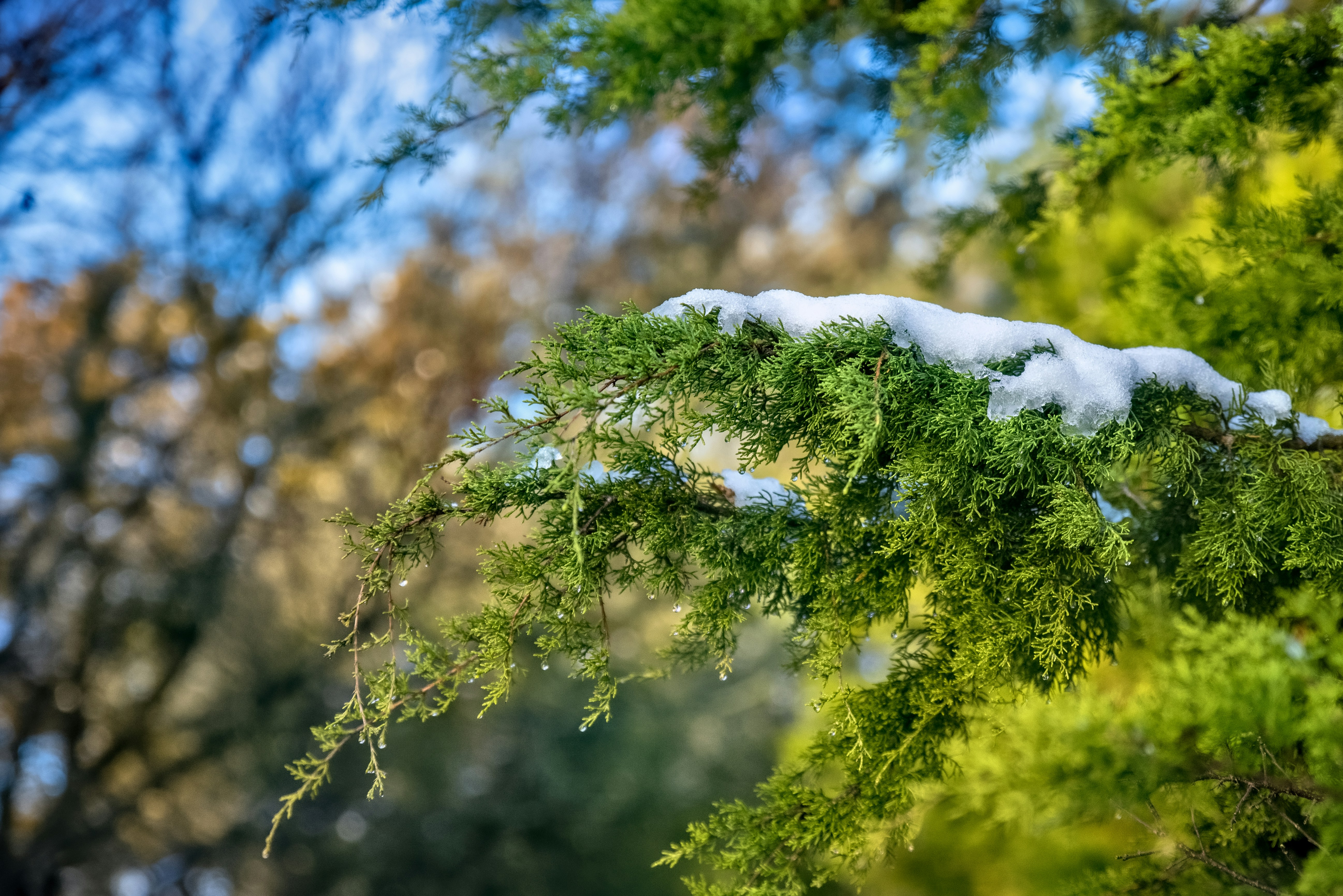green tree under blue sky during daytime