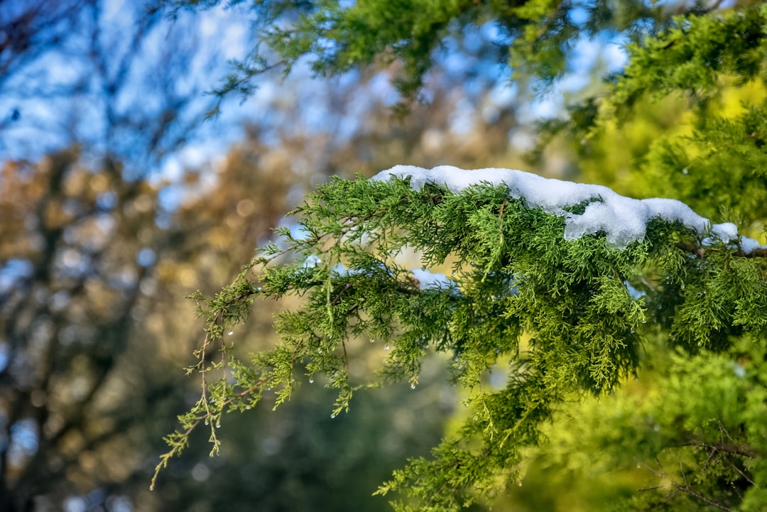 green tree under blue sky during daytime