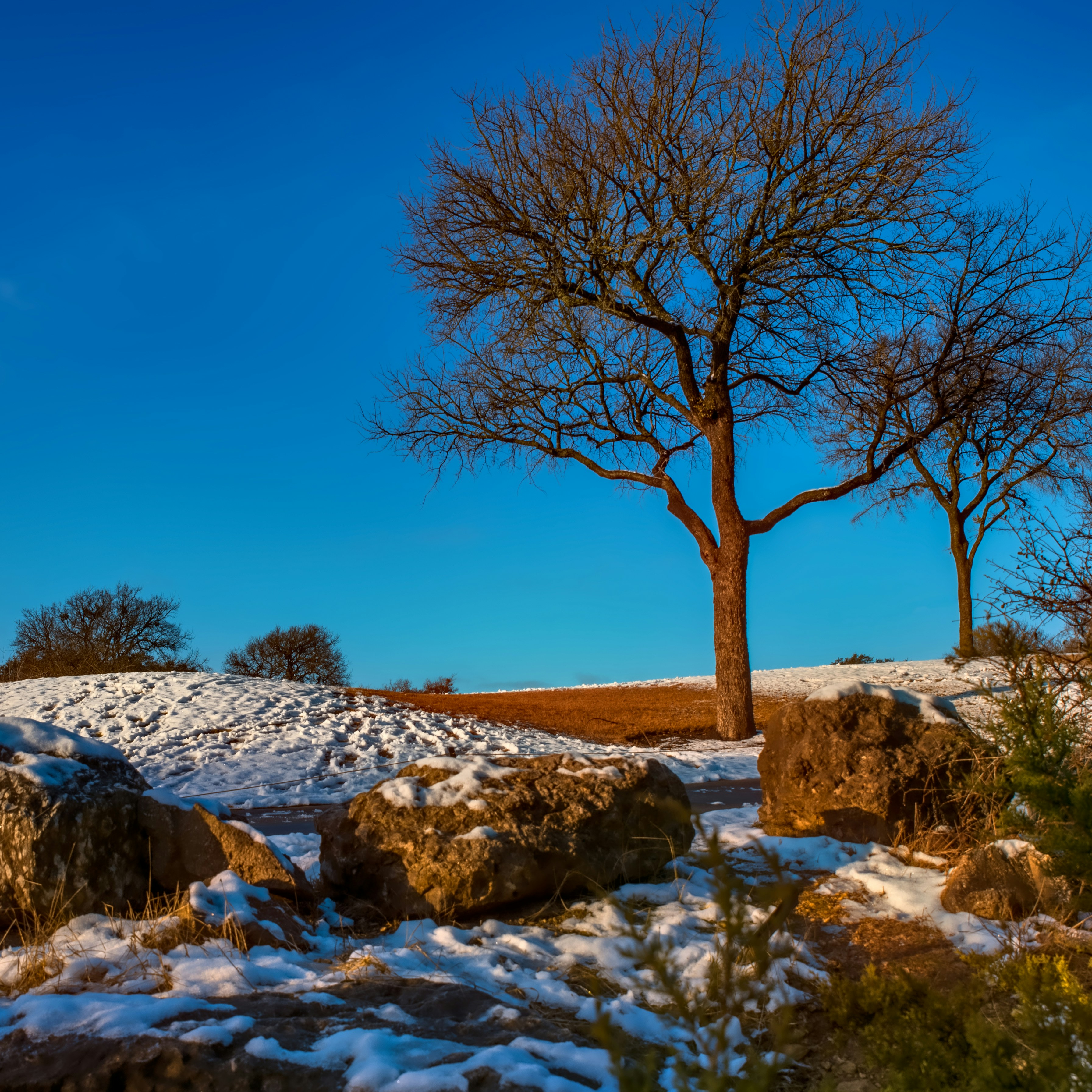 bare tree on white snow covered ground during daytime