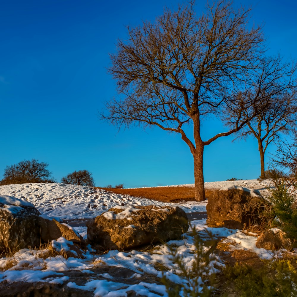 bare tree on white snow covered ground during daytime