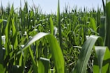 A close-up of vibrant green corn leaves glistening with morning dew under a clear blue sky.