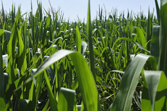 A vibrant field of giant king grass under a bright sky, symbolizing renewable biofuel resources.