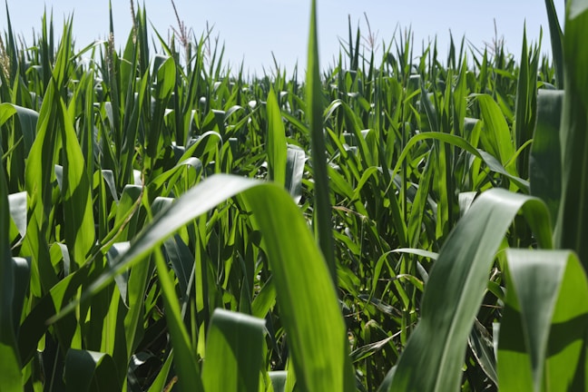 A close-up of vibrant green corn leaves glistening with morning dew under a clear blue sky.