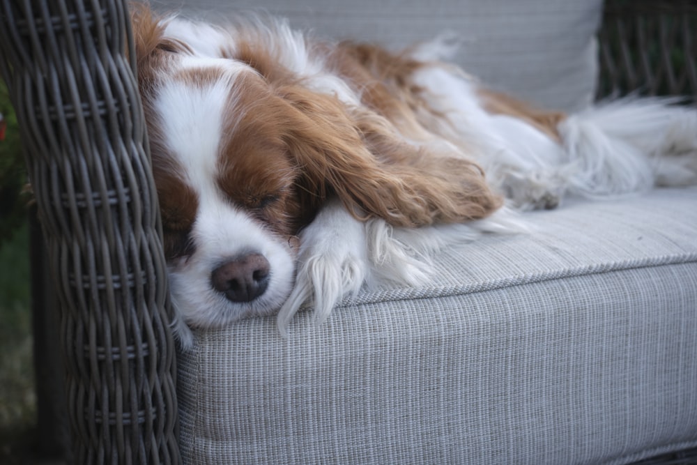 brown and white long coated small dog lying on gray and white striped textile