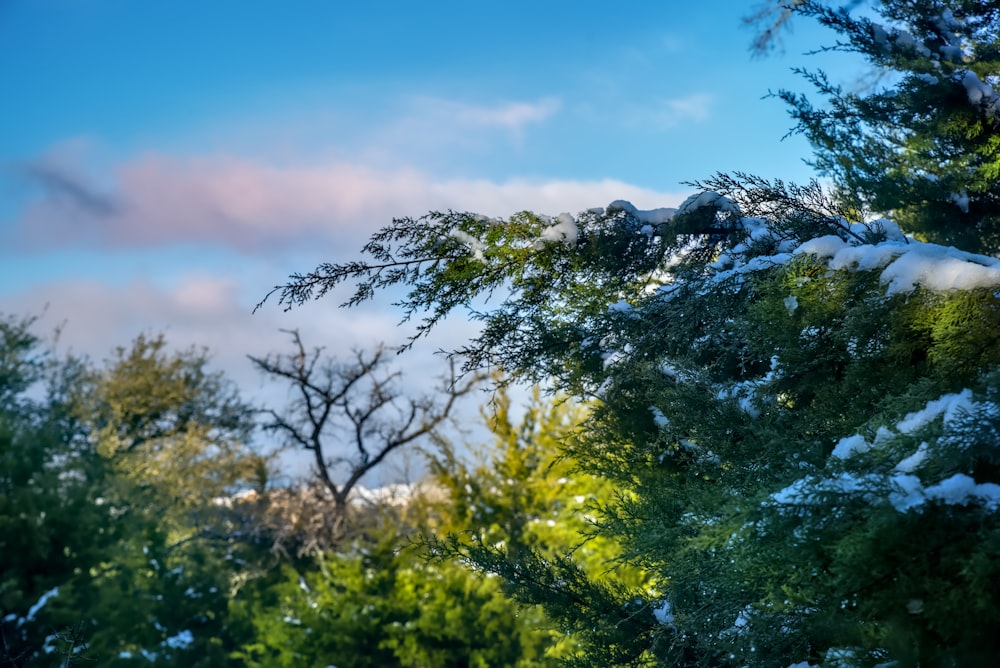 green trees under blue sky during daytime