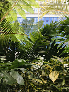 A vibrant collection of exotic and native plants arranged in natural light.