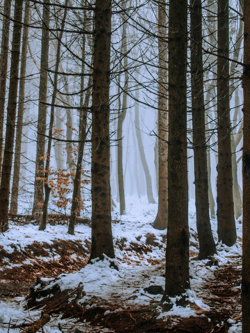 brown trees on snow covered ground during daytime