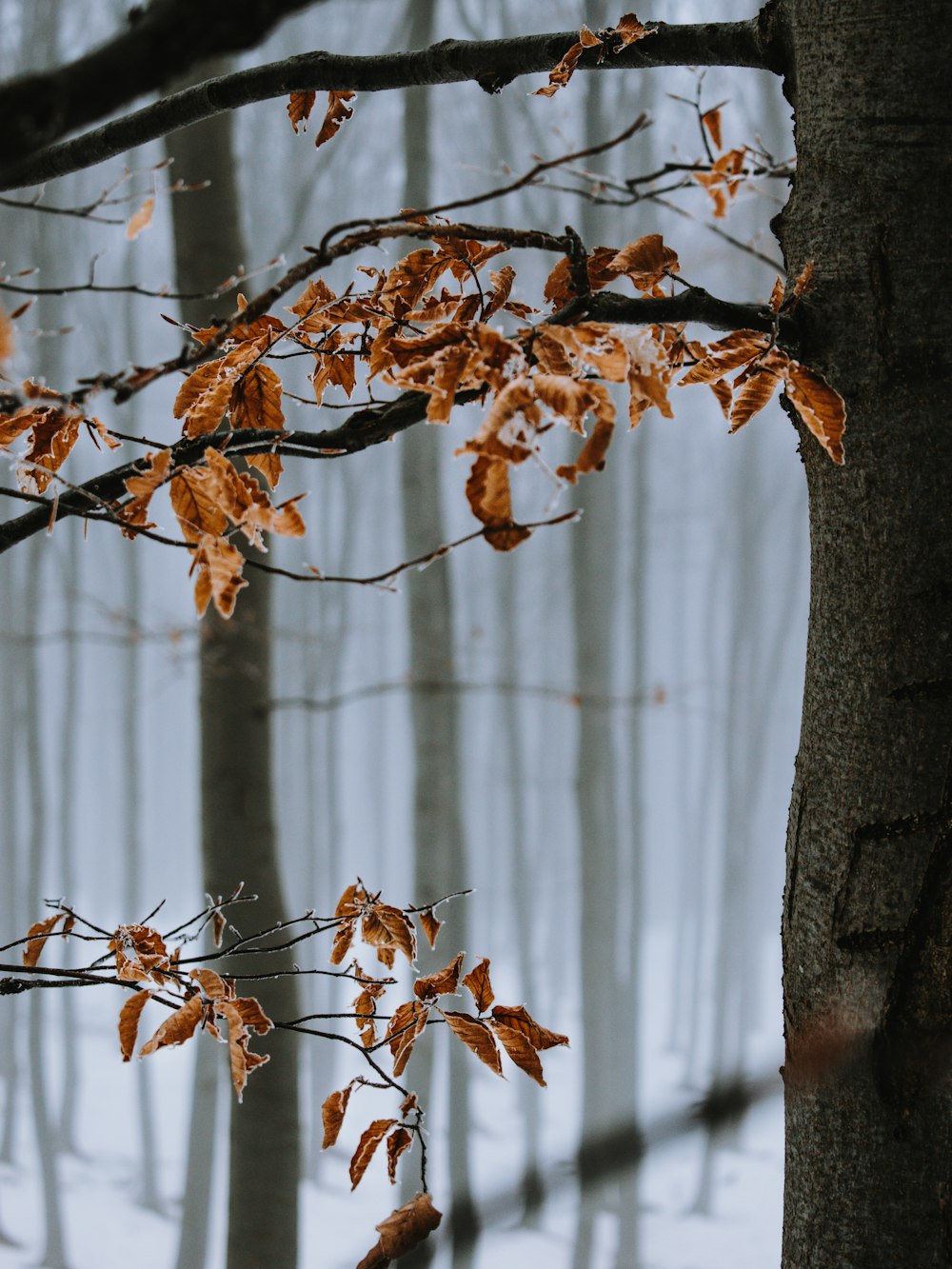 foglie marroni su ramo d'albero marrone