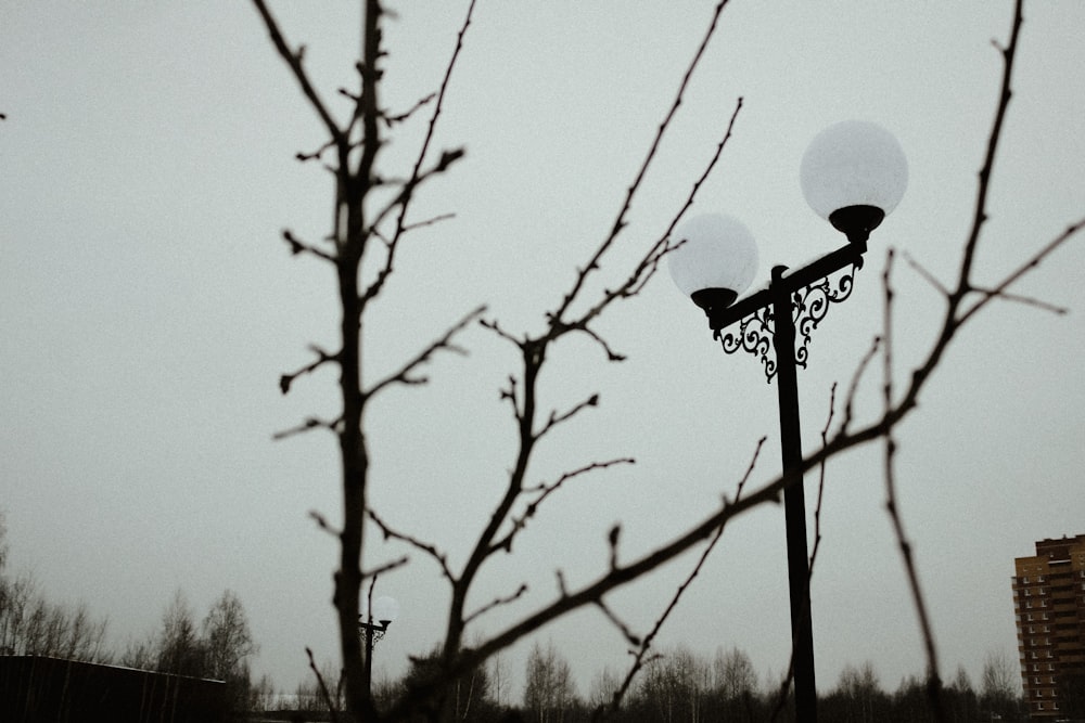 blattloser Baum mit weißer runder Kugel