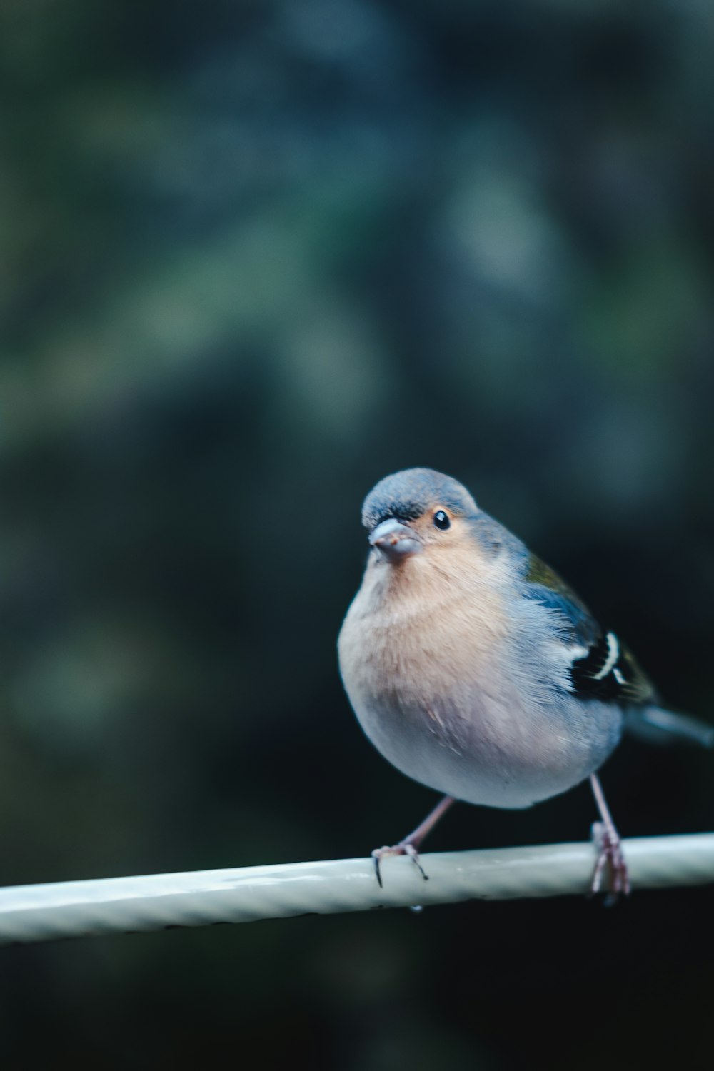 blue and white bird on brown wooden stick