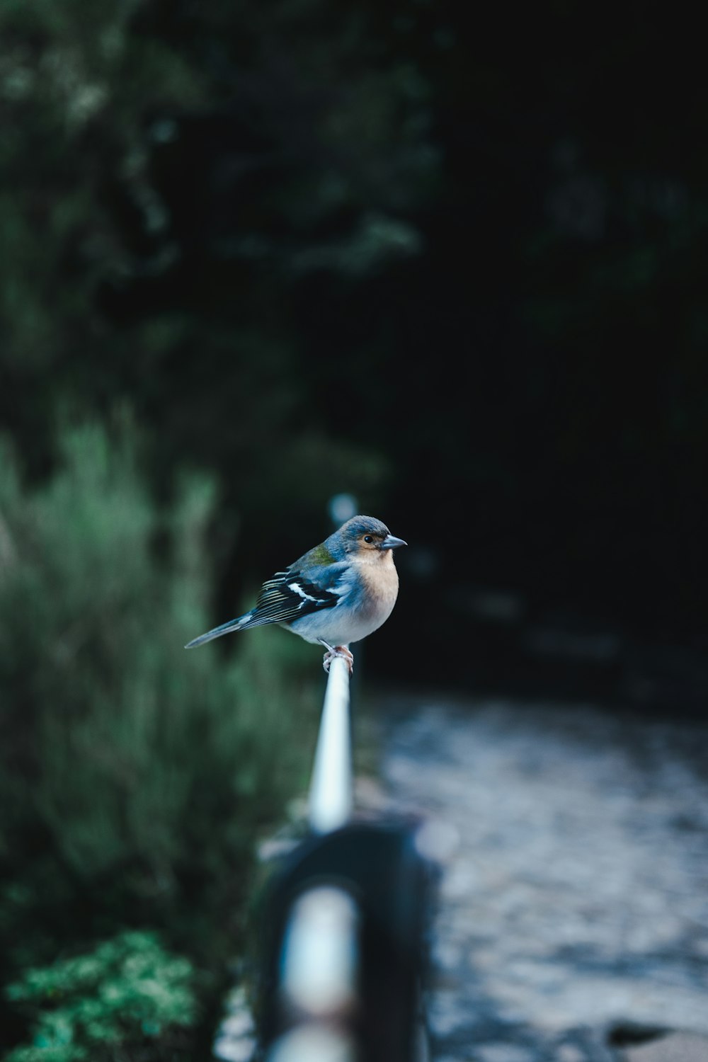 blue and white bird on gray metal bar