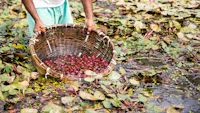 Best Local Shopping in Ghazipur: Bazaars, Textiles, and Crafts Worth Buying