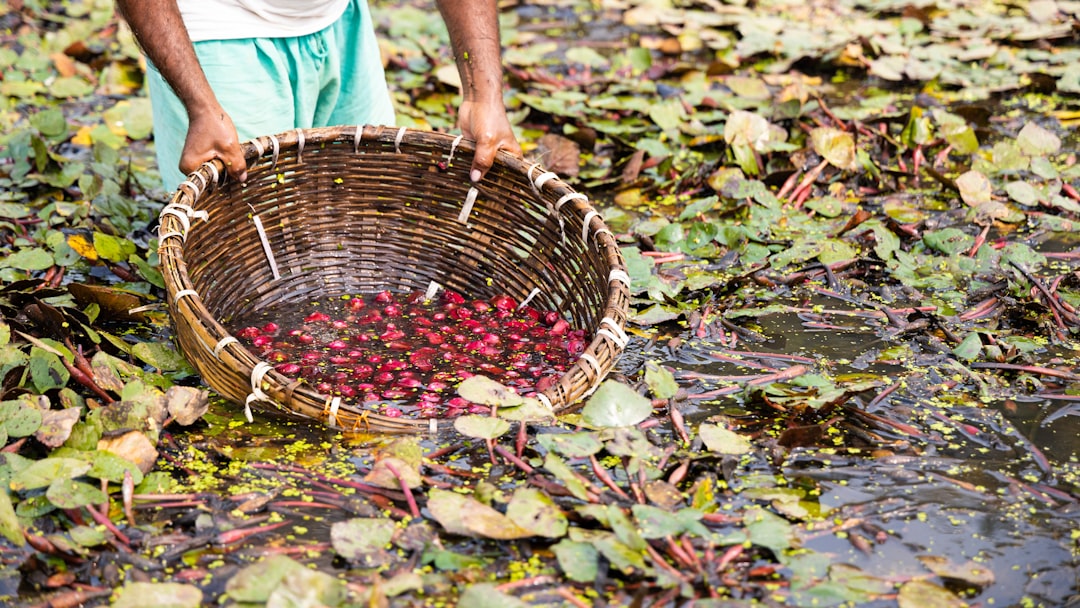 red round fruit on brown woven basket