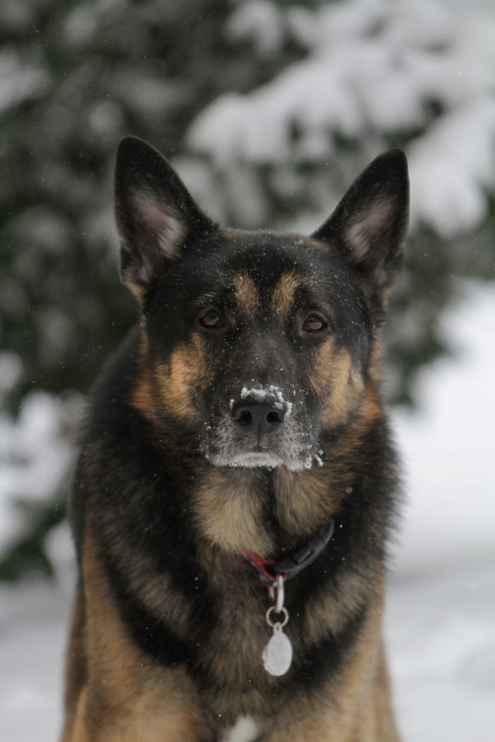 black and tan german shepherd on snow covered ground during daytime