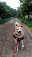 A happy dog being walked in a park.