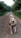 A happy dog enjoying a walk with Ryder in a park.