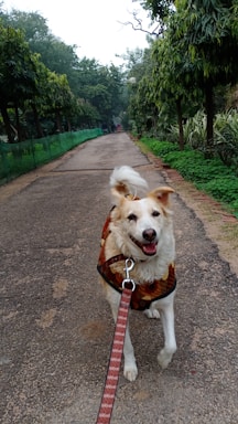 A caramel-colored mixed-breed dog happily wearing a stylish collar and leash during a morning walk in a sunlit park.