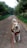 A happy dog enjoying a walk with Ryder in a park.