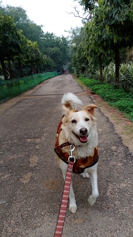 A small dog wearing a stylish harness, enjoying a walk in the park with its owner.