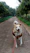 A happy dog wearing a comfortable harness on a sunny walk in the park.