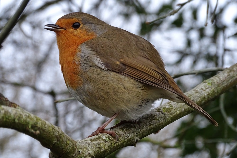 brown and gray bird on tree branch