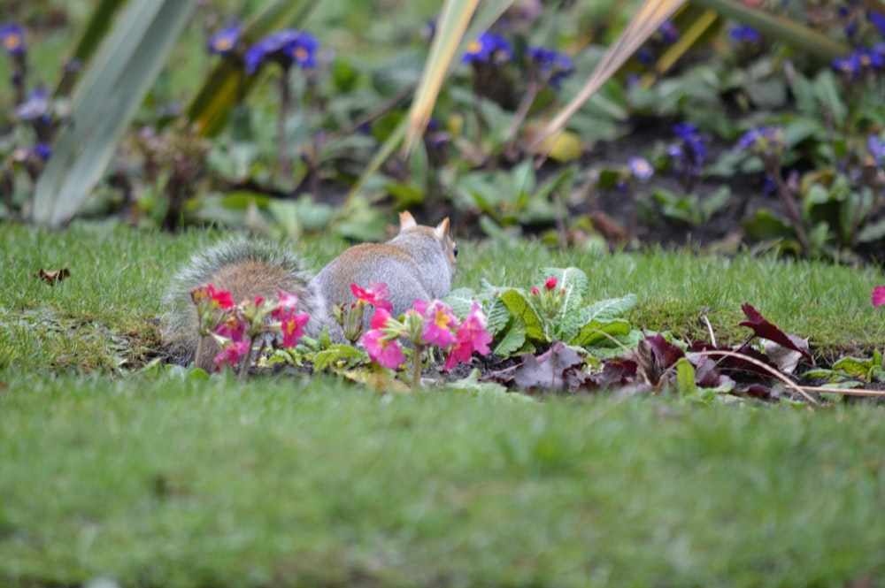 gray squirrel on green grass during daytime