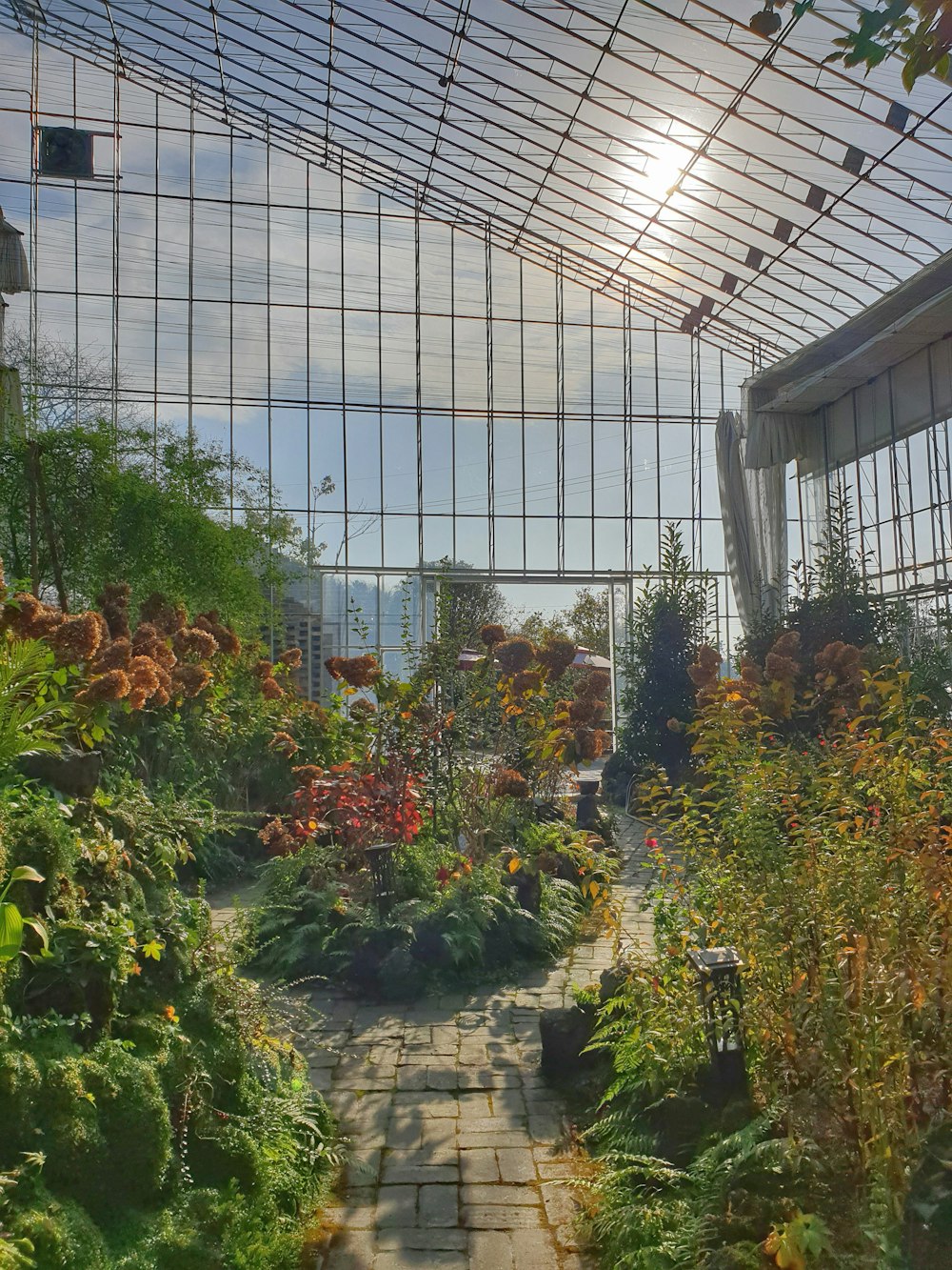 Plantes vertes et rouges à l’intérieur de la serre