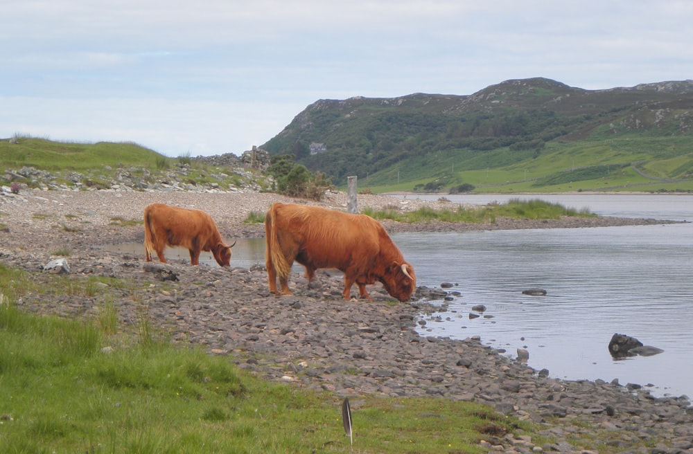 brown cow on green grass field near lake during daytime