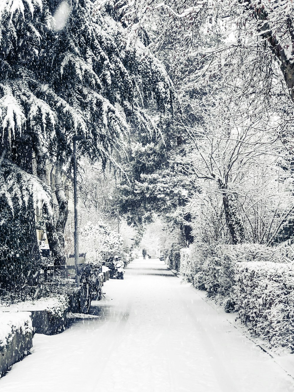 grayscale photo of road between trees