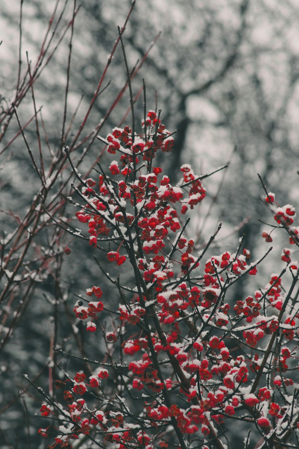 red round fruits on tree branch