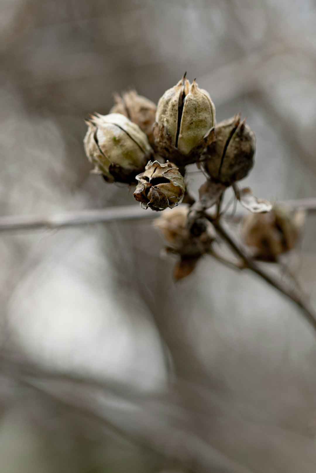 brown and green round fruit