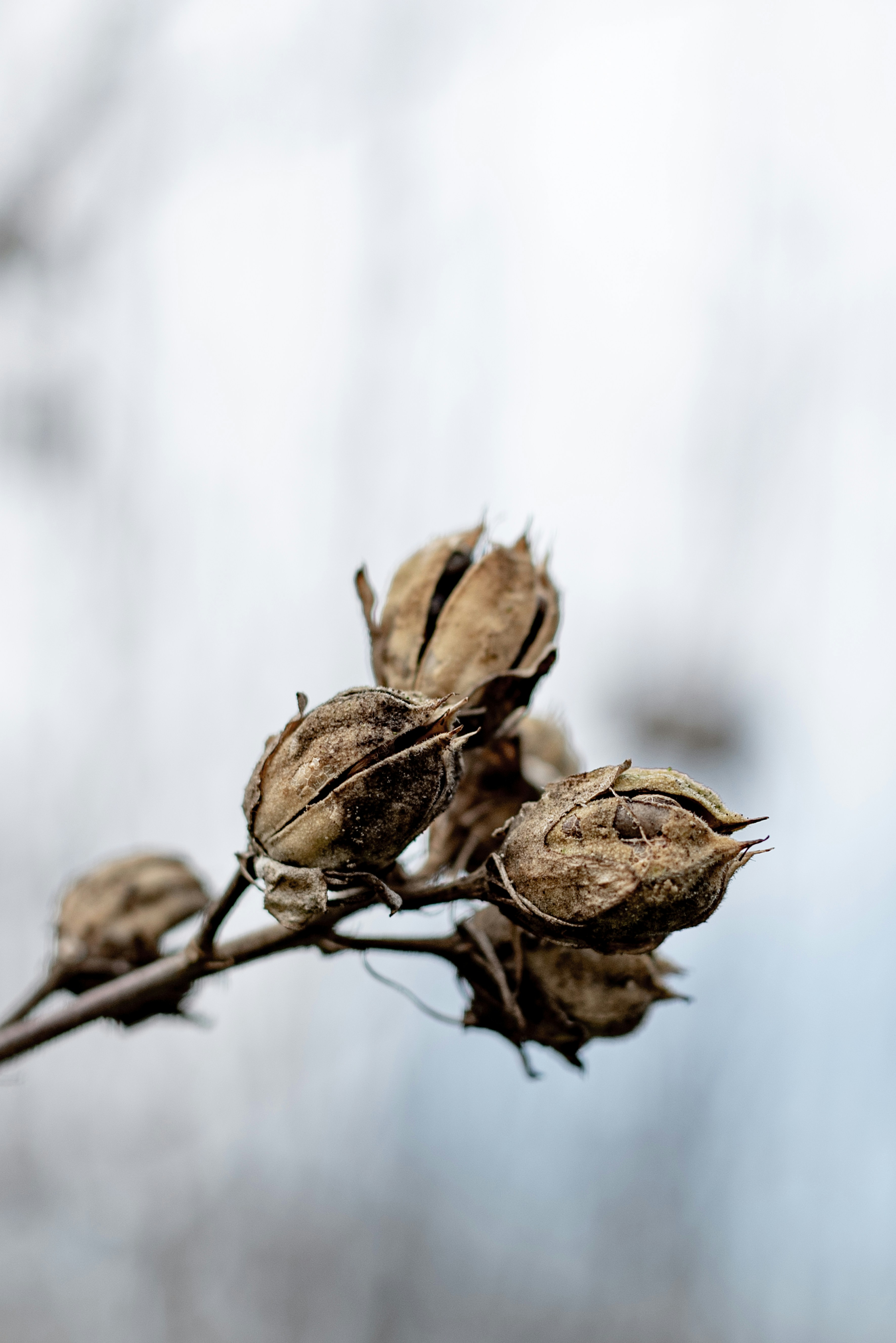 Photo by lauraadaiphoto