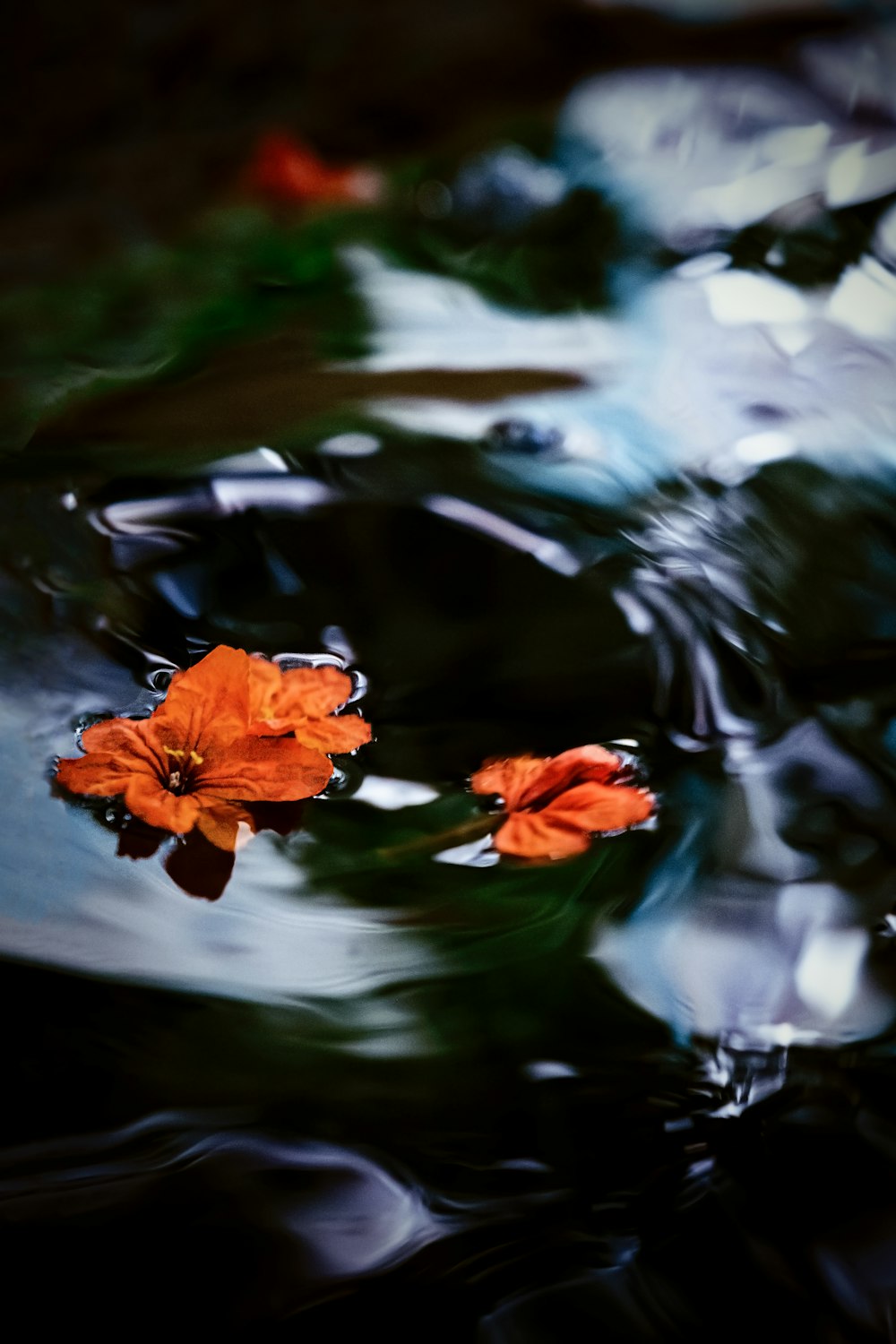 orange flower on water during daytime