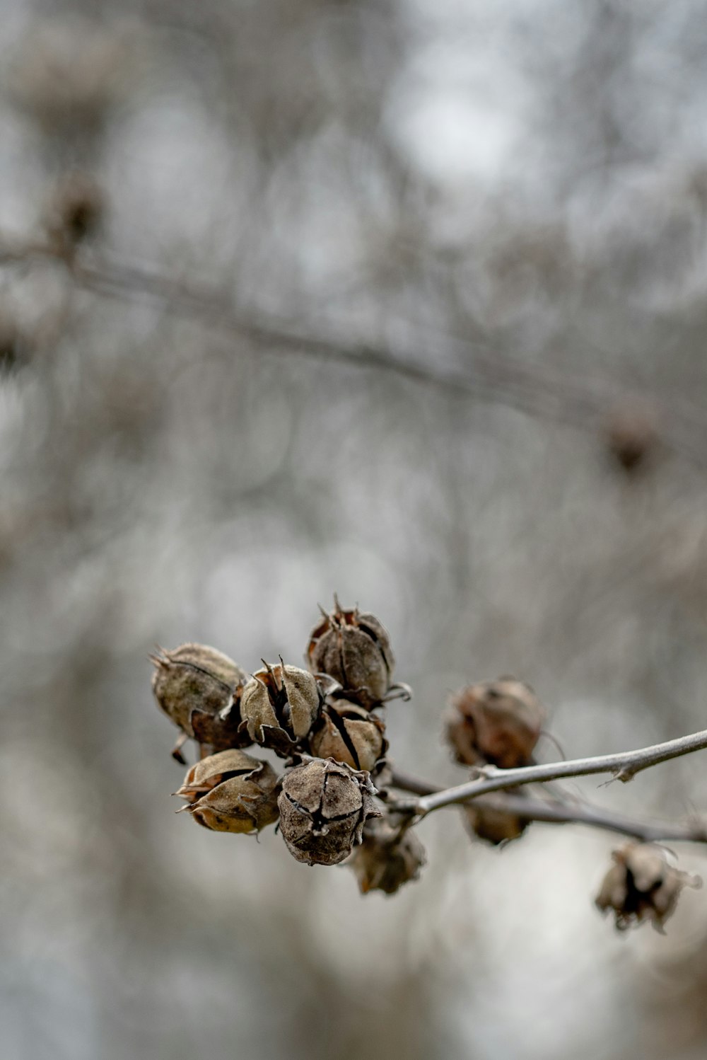 brown plant in tilt shift lens