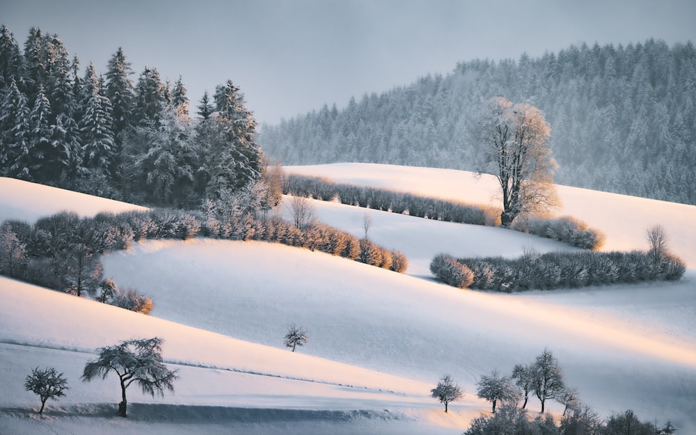 Árboles cubiertos de nieve durante el día