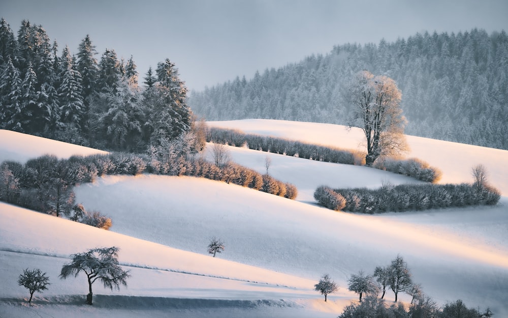 snow covered trees during daytime