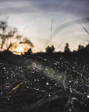 Morning dew on freshly cut grass with a scenic backdrop of trees in Conroe.