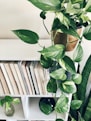 green plant beside white wooden book shelf
