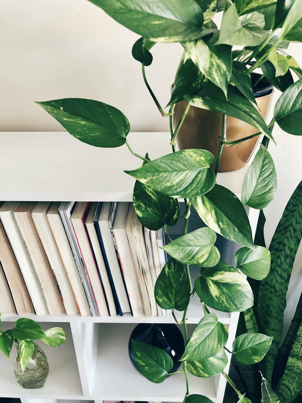green plant beside white wooden book shelf