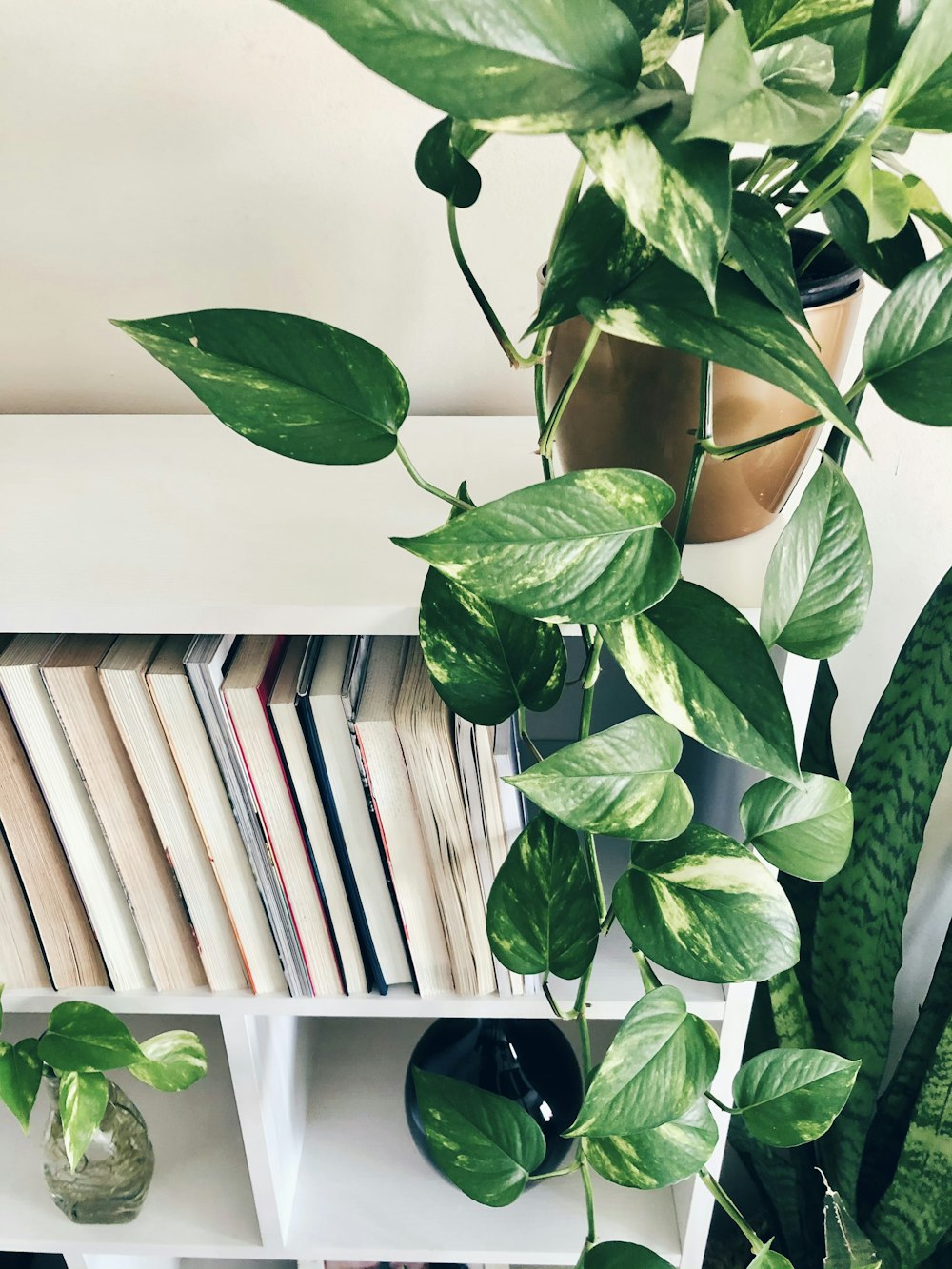 grüne Pflanze neben weißem Bücherregal aus Holz