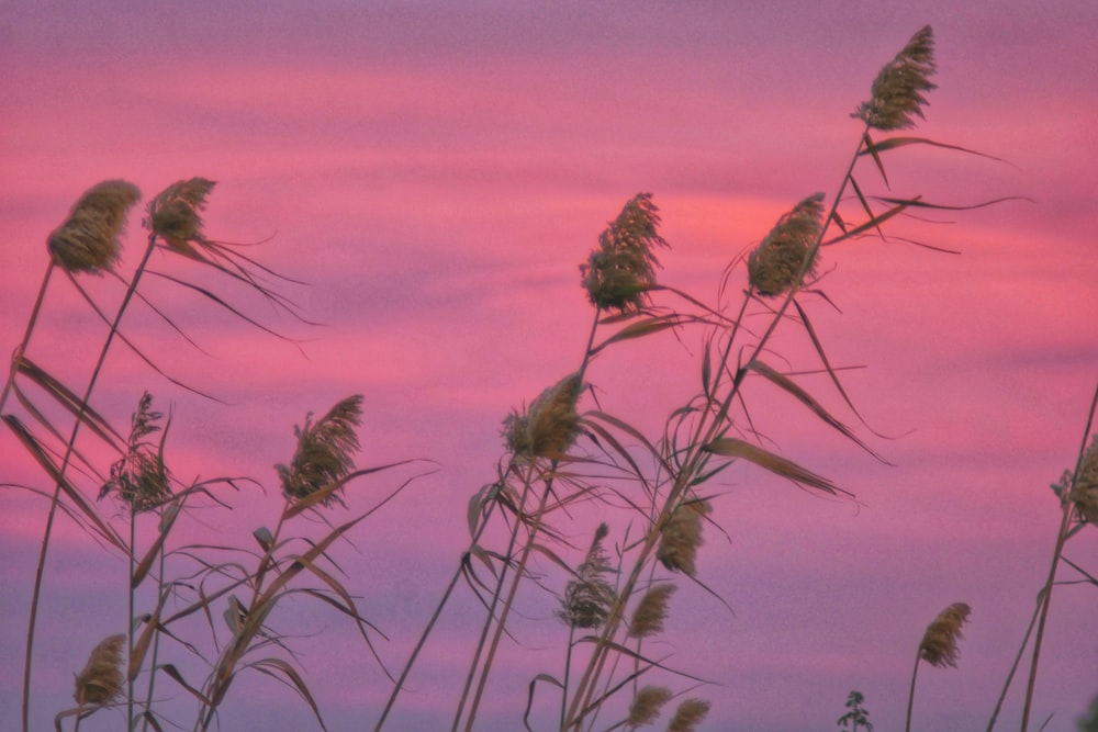 brown wheat field during daytime