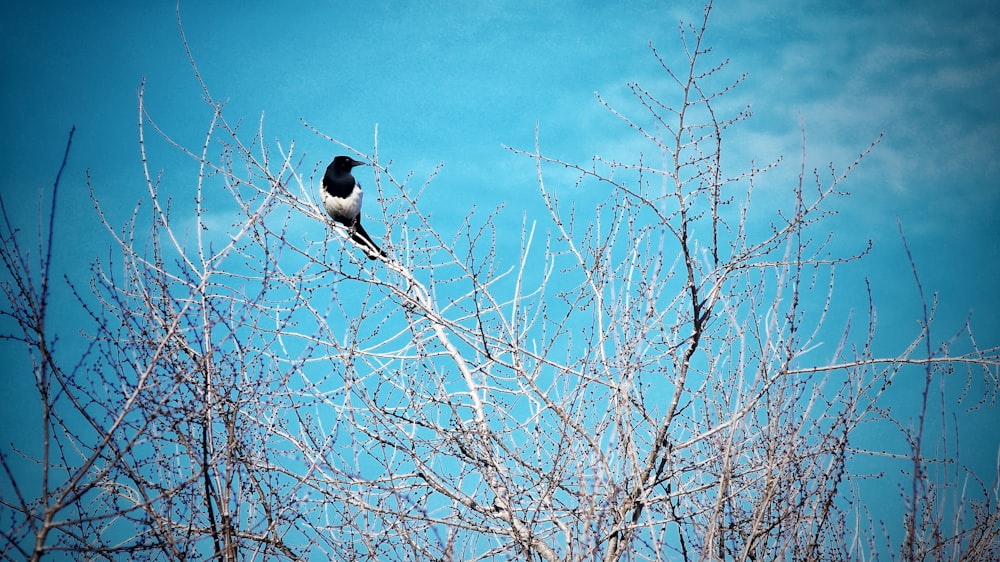 black and white bird on bare tree under blue sky during daytime
