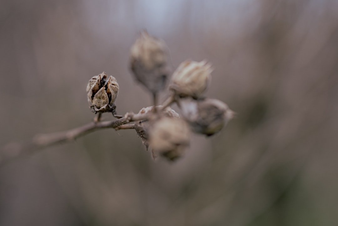 brown and white flower buds in tilt shift lens