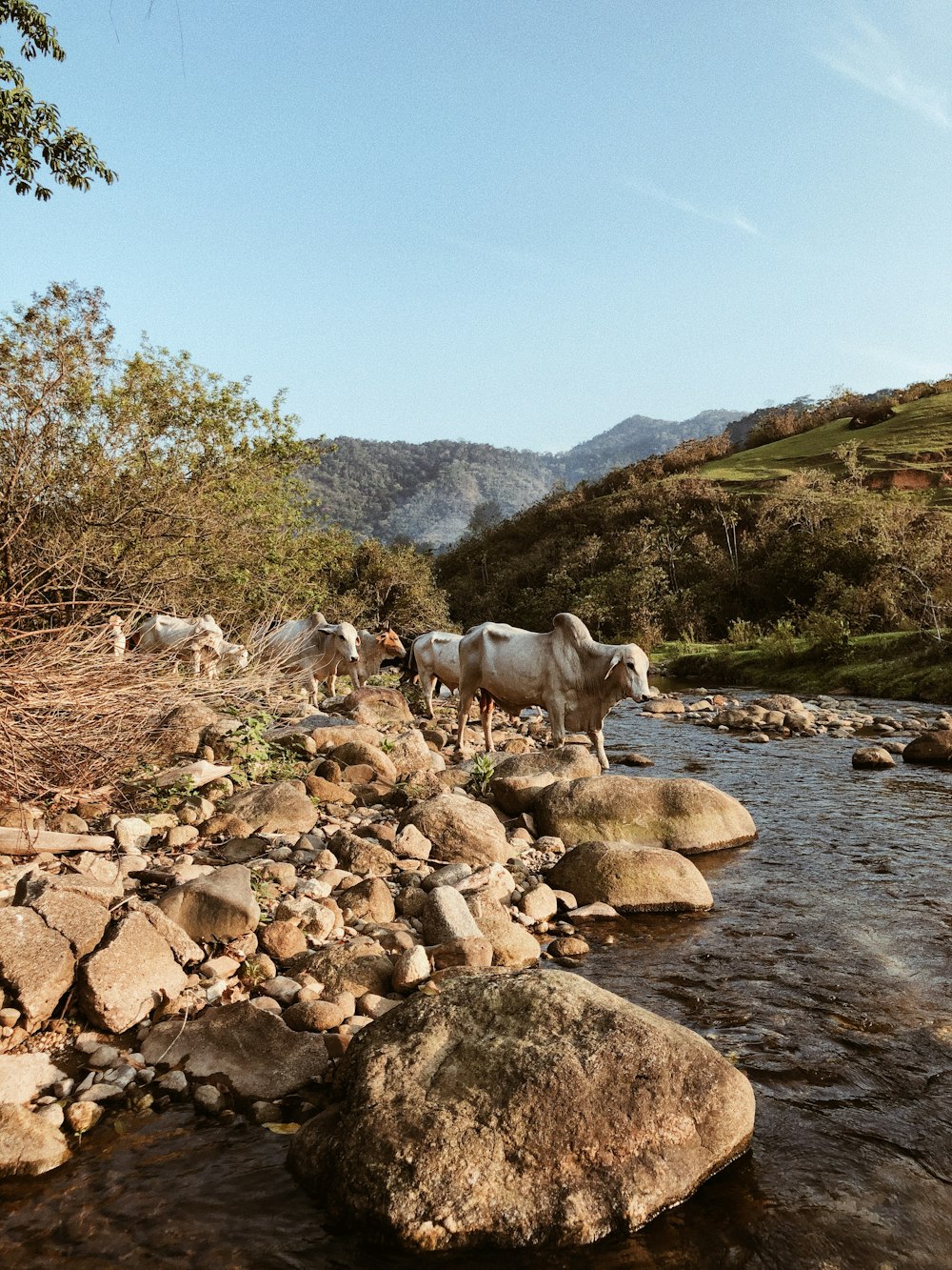 white sheep on rocky river during daytime