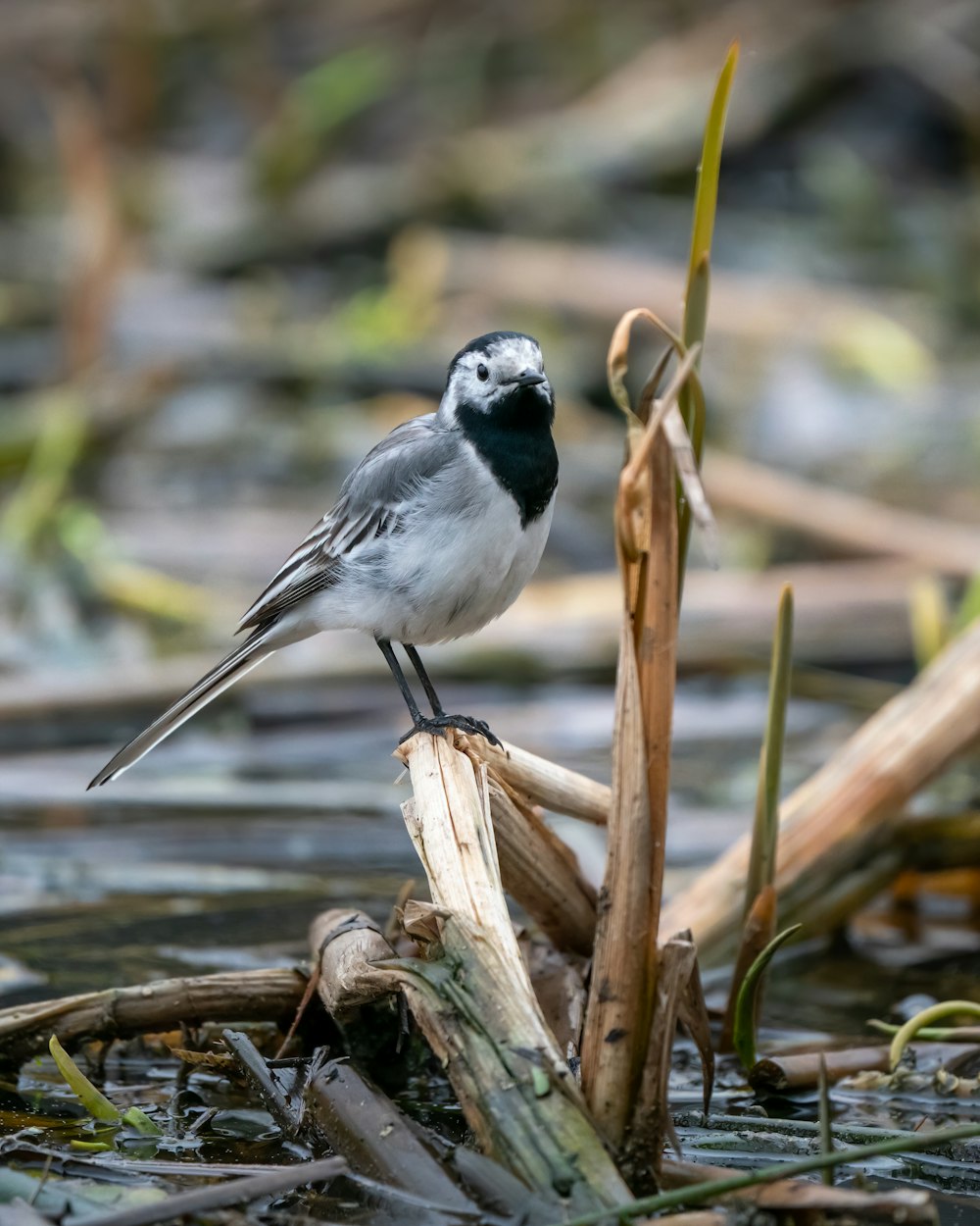 black and white bird on brown tree branch