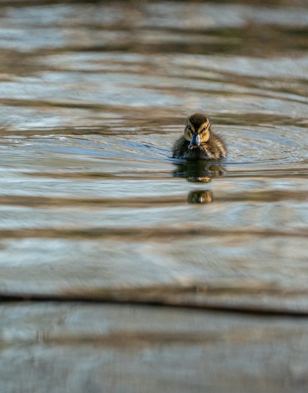 brown duck on water during daytime