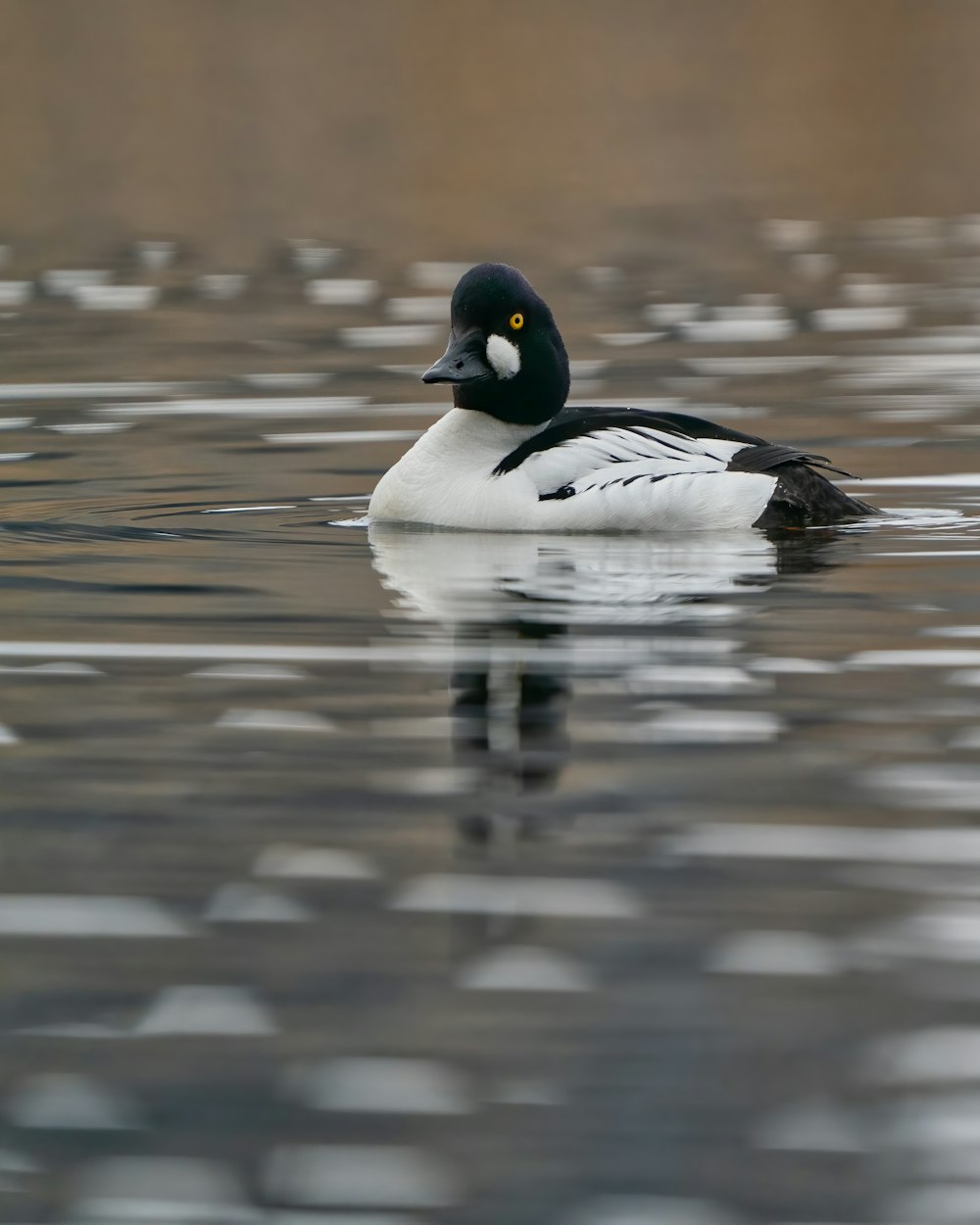 black and white duck on water