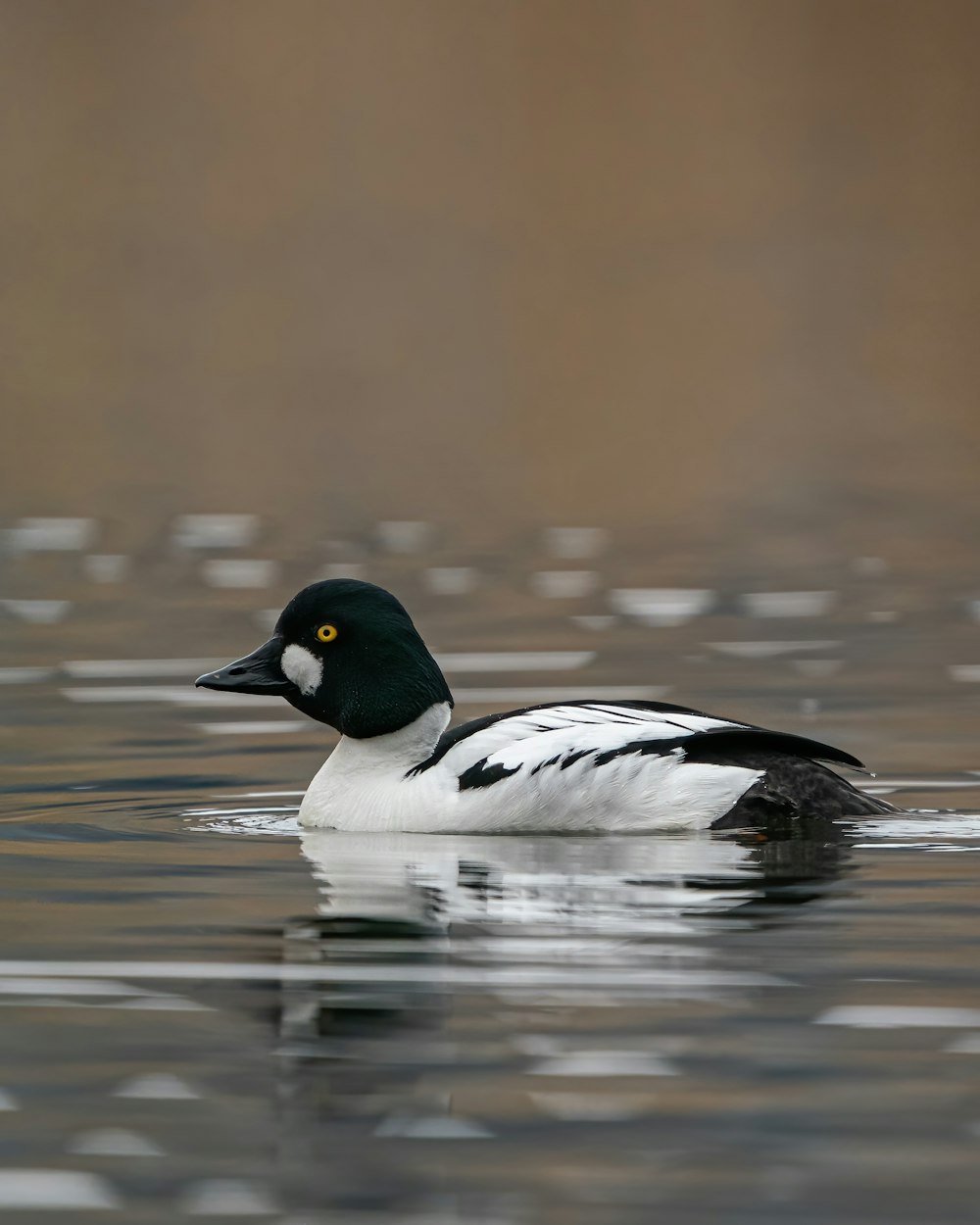 black and white duck on water