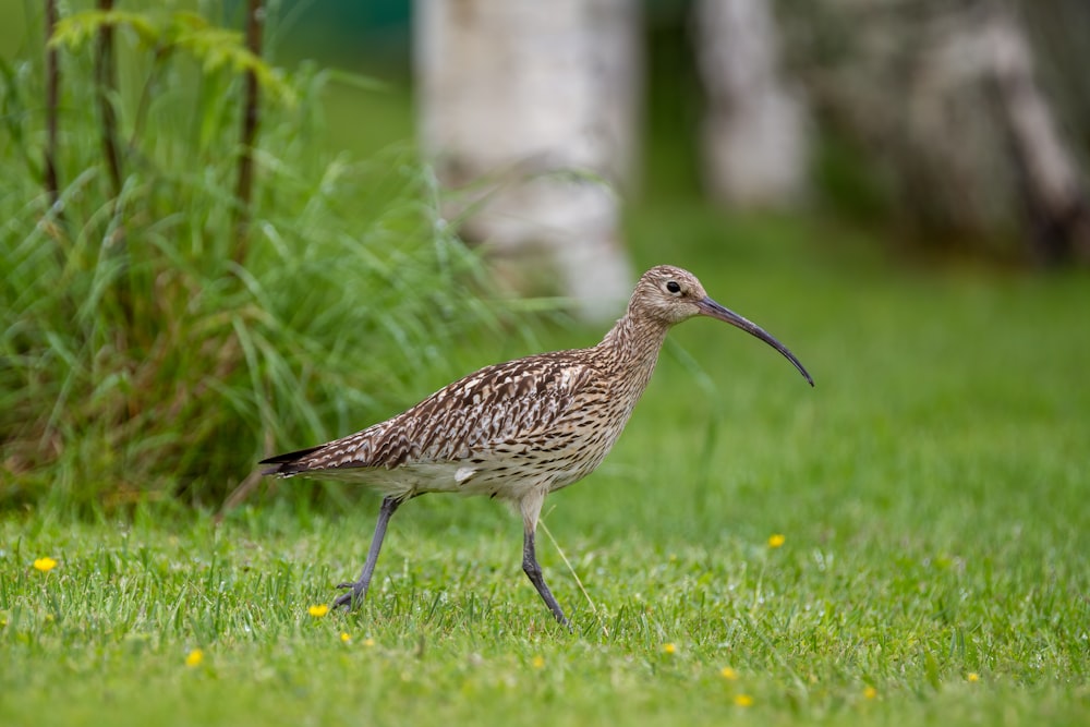 brown bird on green grass during daytime